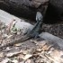 LONE PINE KOALA SANCTUARY 18/1