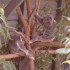 LONE PINE KOALA SANCTUARY 18/1