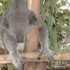 LONE PINE KOALA SANCTUARY 18/1