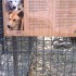 LONE PINE KOALA SANCTUARY 18/1