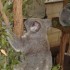 LONE PINE KOALA SANCTUARY 18/1