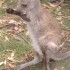 LONE PINE KOALA SANCTUARY 18/1