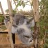 LONE PINE KOALA SANCTUARY 18/1