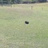 QUELQUES VIDEOS !