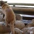 QUELQUES VIDEOS !
