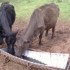 Bienvenue à la ferme !