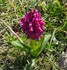 Nature dans le Vercors ...