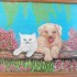 Chien et Chat