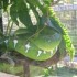 Samedi 27 août : zoo de Guyan