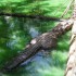 Samedi 27 août : zoo de Guyan