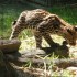 Samedi 27 août : zoo de Guyan