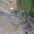 Samedi 27 août : zoo de Guyan
