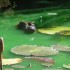 Samedi 27 août : zoo de Guyan