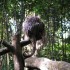 Samedi 27 août : zoo de Guyan
