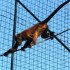 Samedi 27 août : zoo de Guyan