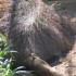 Samedi 27 août : zoo de Guyan