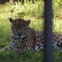 Samedi 27 août : zoo de Guyan