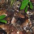 14 Avril 2012 : Sortie amphibi