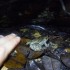 14 Avril 2012 : Sortie amphibi