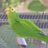 Samedi 27 août : zoo de Guyane