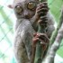 Le tarsier : primate minuscule