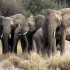 The  Elephants