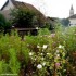 Des jachères fleuries à Cour