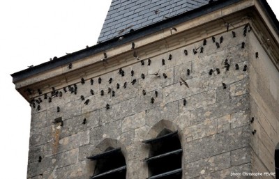 Les hirondelles accrochées au clocher de l’église