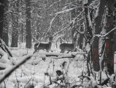 deux biches en forêt par temps de neige