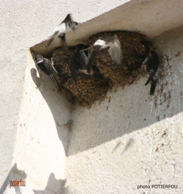 Les nids d’hirondelles sur la façade de la Mairie