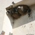 Les nids d'hirondelles sur la façade de la Mairie