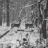deux biches en forêt par temps de neige