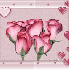 des belles roses