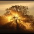 Brouillard  et Soleil