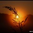 Lever du soleil