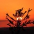 Coucher du soleil  sur les con