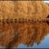 Effet miroir