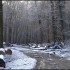 Neige et soleil dans la forêt