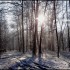 Neige et soleil dans la forêt
