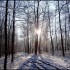 Neige et soleil dans la forêt