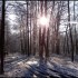 Neige et soleil dans la forêt