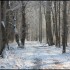 Neige et soleil dans la forêt