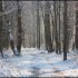 Neige et soleil dans la forêt