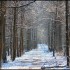 Neige et soleil dans la forêt