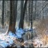 Neige et soleil dans la forêt
