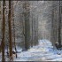 Neige et soleil dans la forêt
