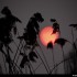 Lever du soleil rosé