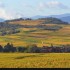 Le vignoble alsacien sous sa r