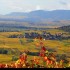 Le vignoble alsacien sous sa r