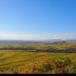 Le vignoble alsacien sous sa r